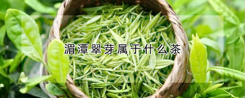 湄潭翠芽屬于什么茶