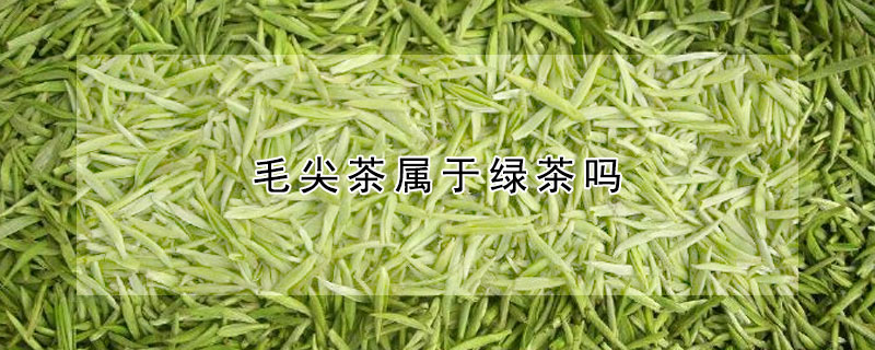 毛尖茶屬于綠茶嗎