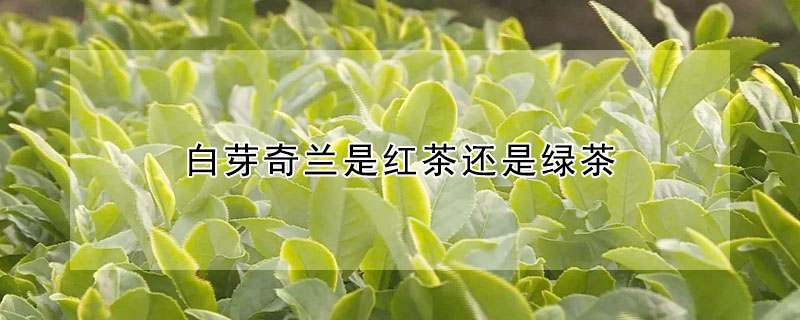 白芽奇蘭是紅茶還是綠茶