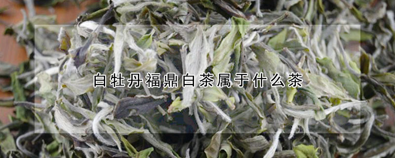 白牡丹福鼎白茶屬于什么茶