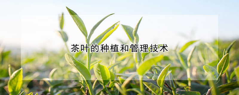 茶葉的種植和管理技術(shù)