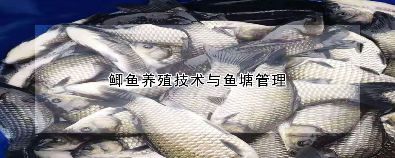 鯽魚養(yǎng)殖技術(shù)與魚塘管理