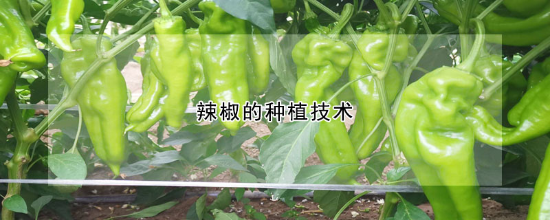 辣椒的種植技術(shù)