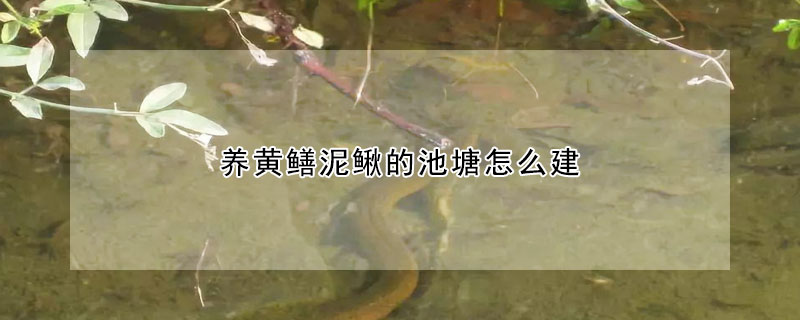 養(yǎng)黃鱔泥鰍的池塘怎么建