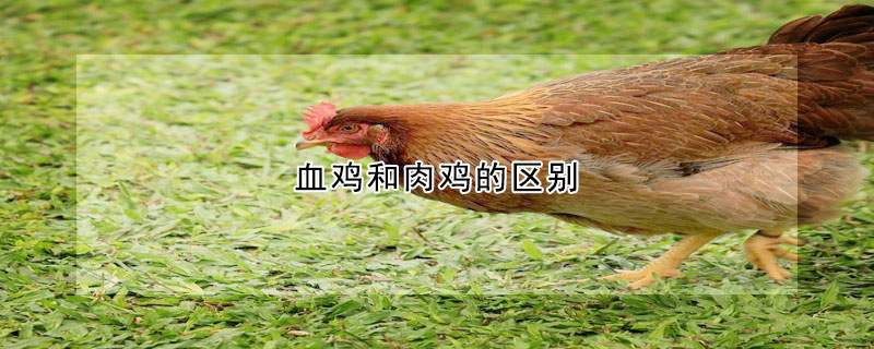 血雞和肉雞的區(qū)別