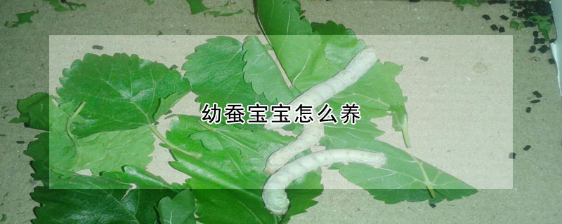 幼蠶寶寶怎么養(yǎng)