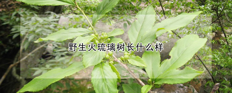 野生火琉璃樹長什么樣