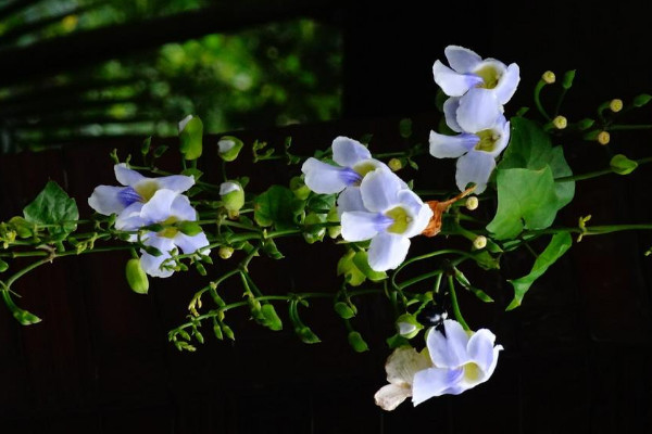 月光花長什么樣子