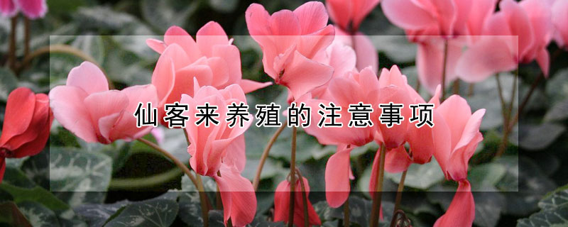 仙客來養(yǎng)殖的注意事項