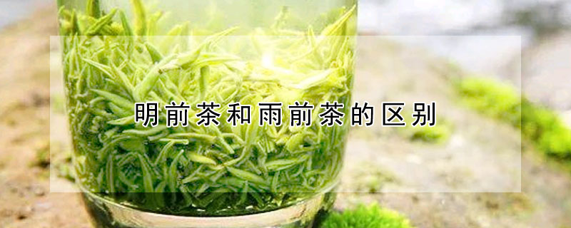 明前茶和雨前茶的區(qū)別