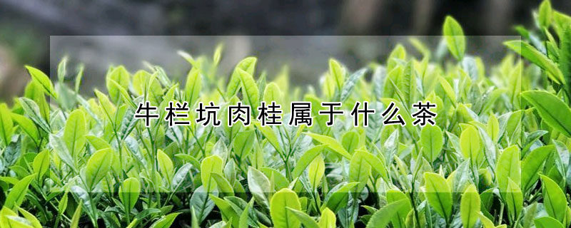 牛欄坑肉桂屬于什么茶