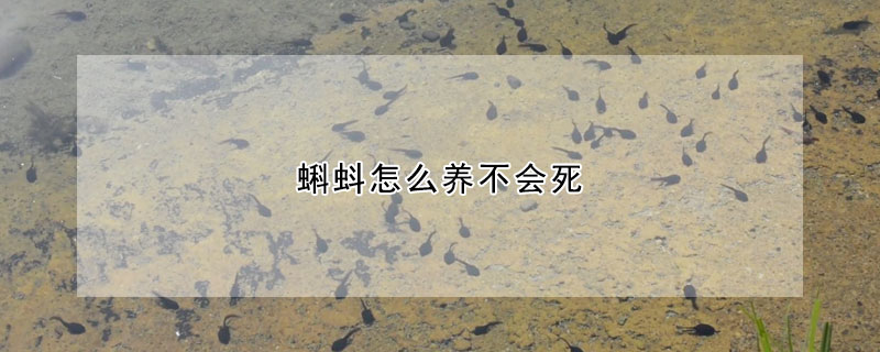 蝌蚪怎么養(yǎng)不會死