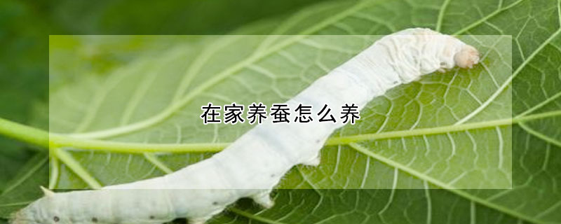 在家養(yǎng)蠶怎么養(yǎng)