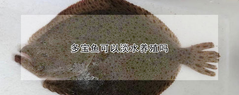 多寶魚可以淡水養殖嗎