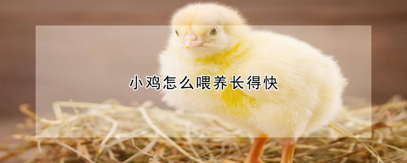 小雞怎么喂養(yǎng)長得快