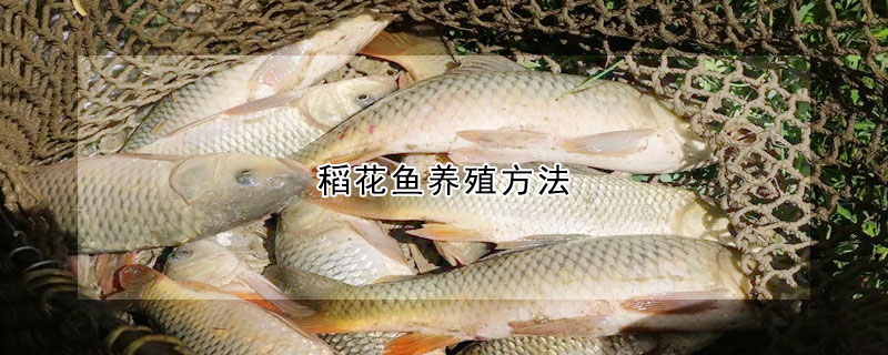 稻花魚養(yǎng)殖方法