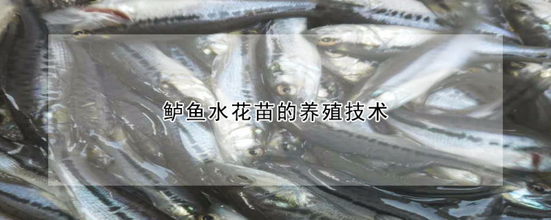 鱸魚水花苗的養殖技術