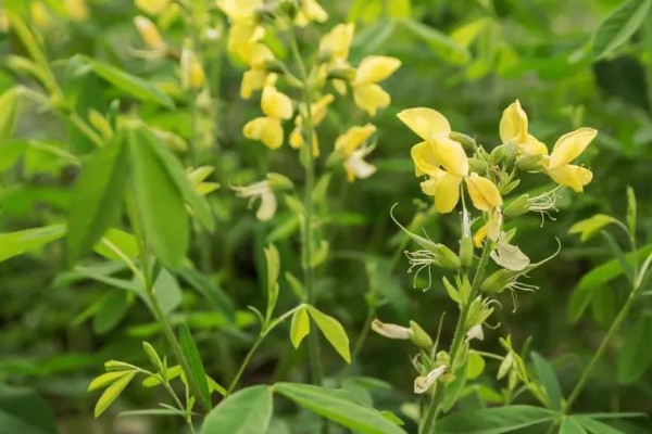 決明子是什么植物的種子