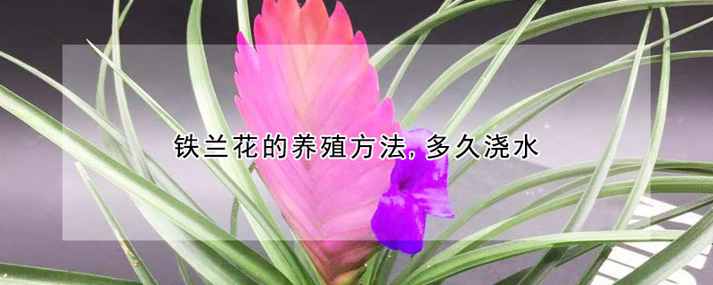 鐵蘭花的養(yǎng)殖方法,多久澆水