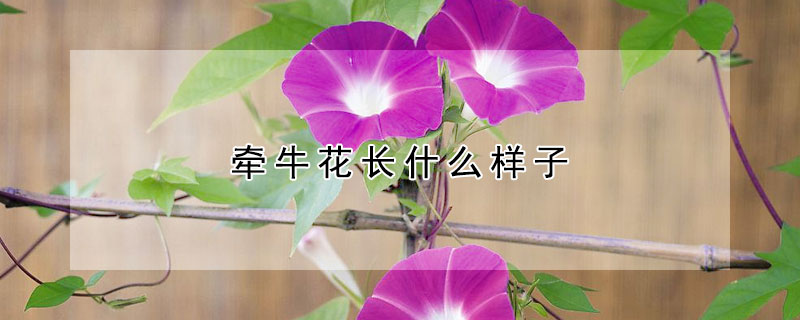 牽牛花長什么樣子