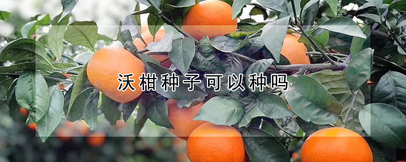 沃柑種子可以種嗎