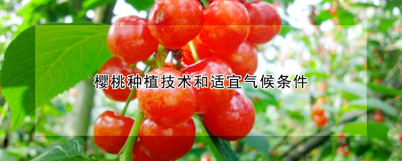 櫻桃種植技術和適宜氣候條件