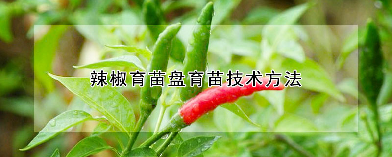 辣椒育苗盤育苗技術(shù)方法