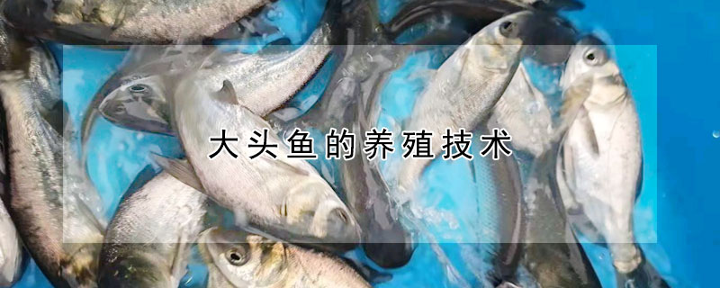 大頭魚的養殖技術