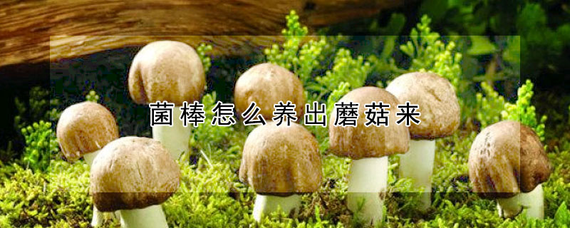 菌棒怎么養出蘑菇來