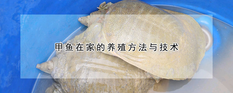 甲魚在家的養殖方法與技術