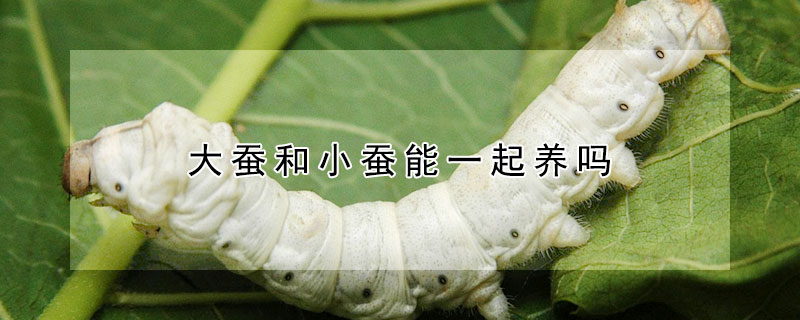 大蠶和小蠶能一起養(yǎng)嗎