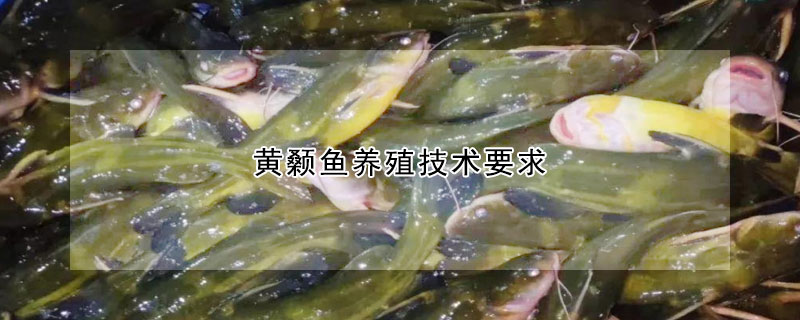 黃顙魚養殖技術要求