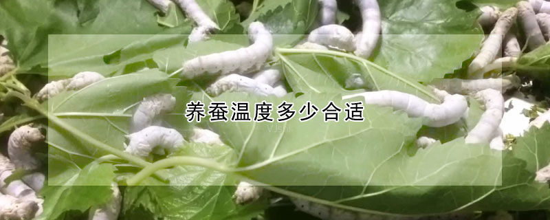 養(yǎng)蠶溫度多少合適