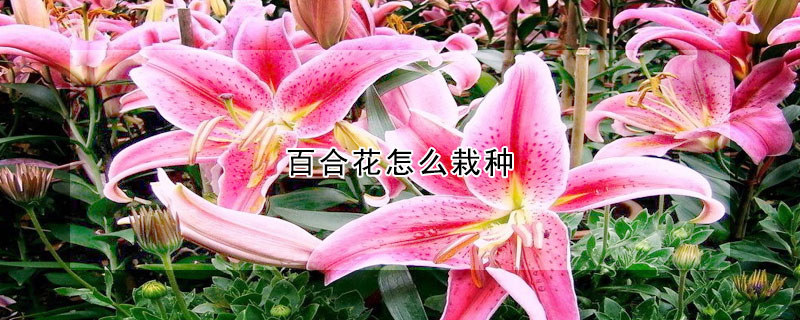 百合花怎么栽種