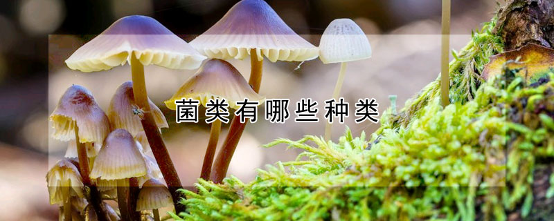 菌類有哪些種類