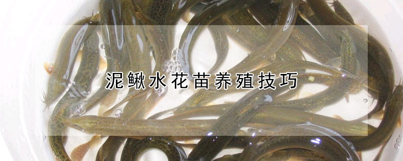 泥鰍水花苗養(yǎng)殖技巧