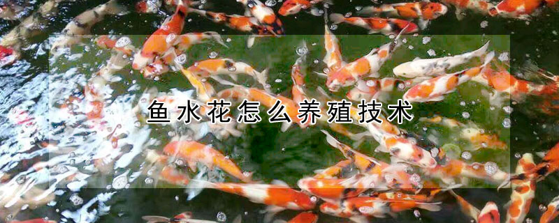 魚水花怎么養(yǎng)殖技術