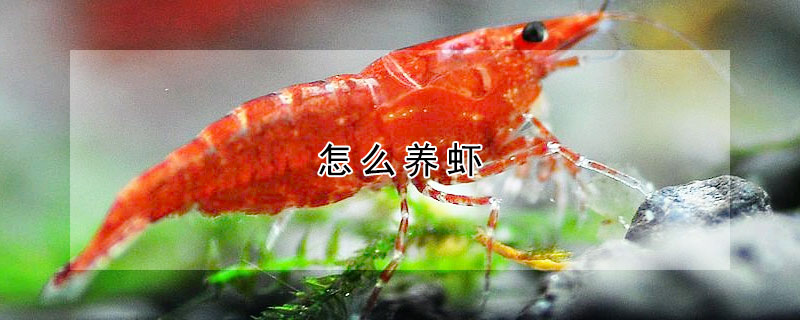 怎么養(yǎng)蝦