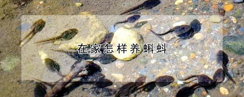 在家怎樣養(yǎng)蝌蚪