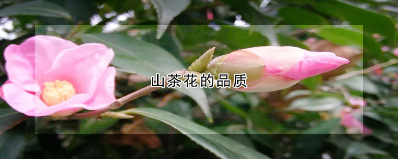 山茶花的品質