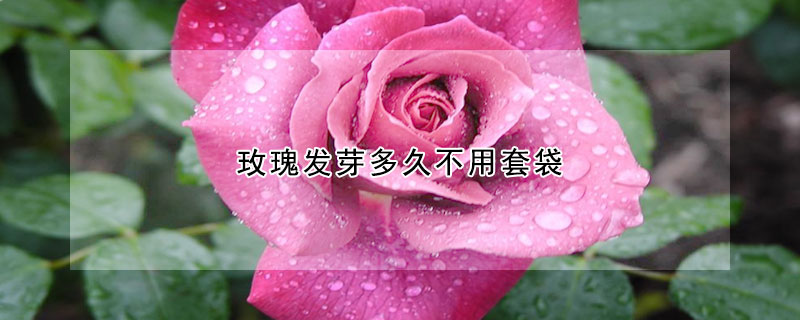 玫瑰發(fā)芽多久不用套袋