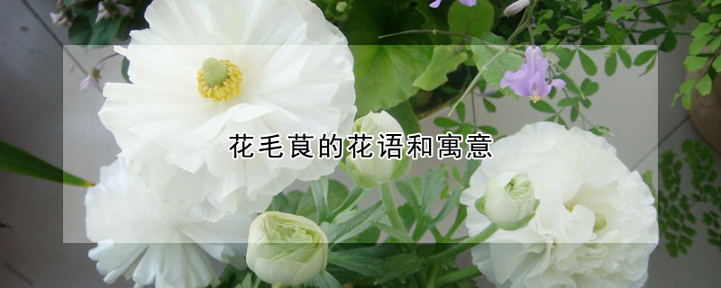 花毛茛的花語(yǔ)和寓意