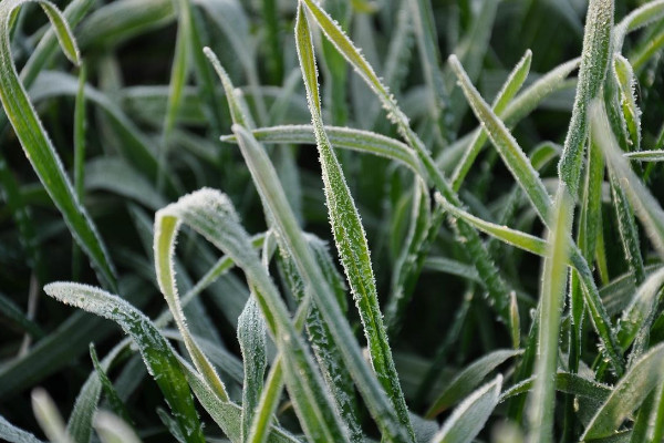 麥青是什么植物