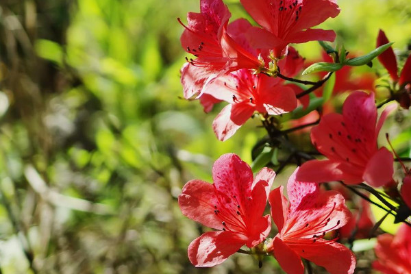 映山紅是什么花