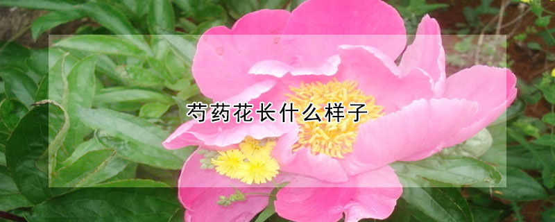 芍藥花長什么樣子