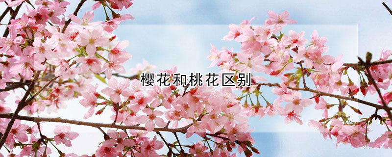 櫻花和桃花區(qū)別