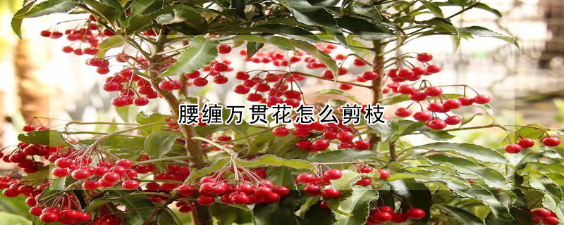 腰纏萬(wàn)貫花怎么剪枝