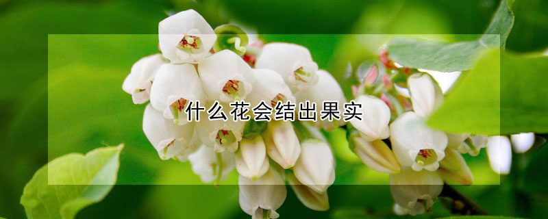 什么花會結出果實