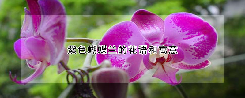 紫色蝴蝶蘭的花語(yǔ)和寓意