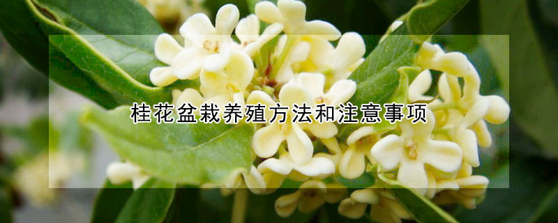 桂花盆栽養殖方法和注意事項